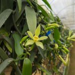 Sembríos en e invernadero