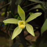 La flor de la vainilla