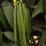 Clasificación de las vainas