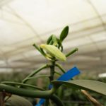 La flor de la vainilla