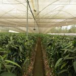 Sembríos en e invernadero